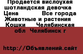 Продается вислоухая шотландская девочка › Цена ­ 8 500 - Все города Животные и растения » Кошки   . Челябинская обл.,Челябинск г.